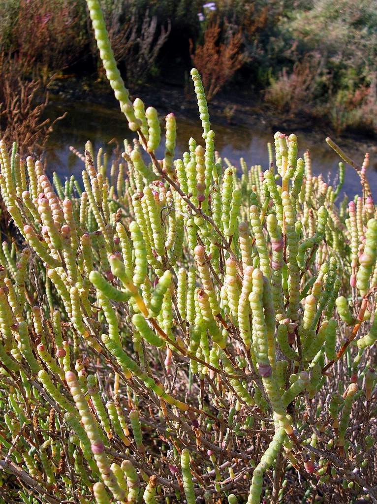 Salicornia sp. da identificare